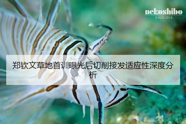zheng-qin-wen-cao-di-shou-xun-bao-guang-hou-qie-xiao-jie-fa-shi-ying-xing-shen-du-fen-xi-2-966.jpg